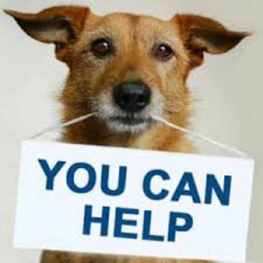 Animal Rescue 2026 Fundraising For A Good Cause Dogs Cats Paws Best Friends